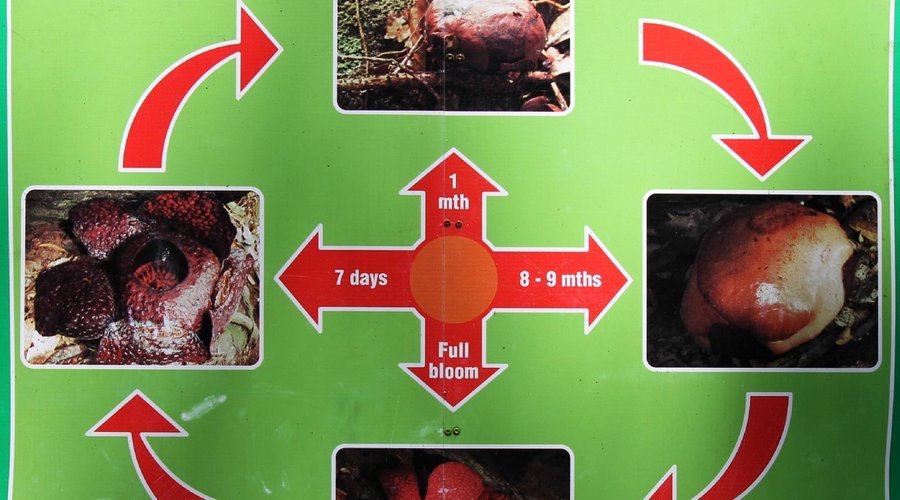 cartello spiegazioni ciclo della rafflesia