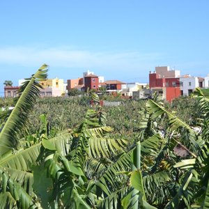 vistas del hotel al fondo de las plataneras