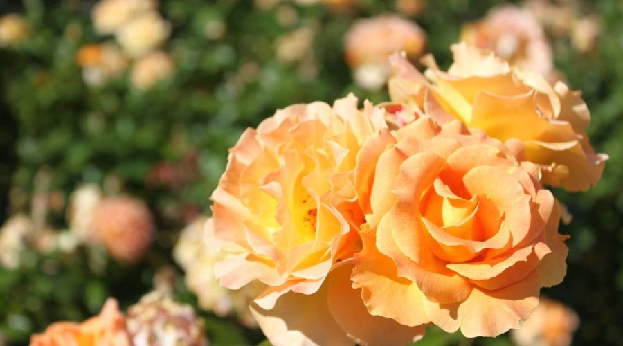 Award winning roses