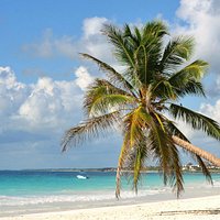Nuestra famosa palmera!