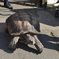 Turtle...