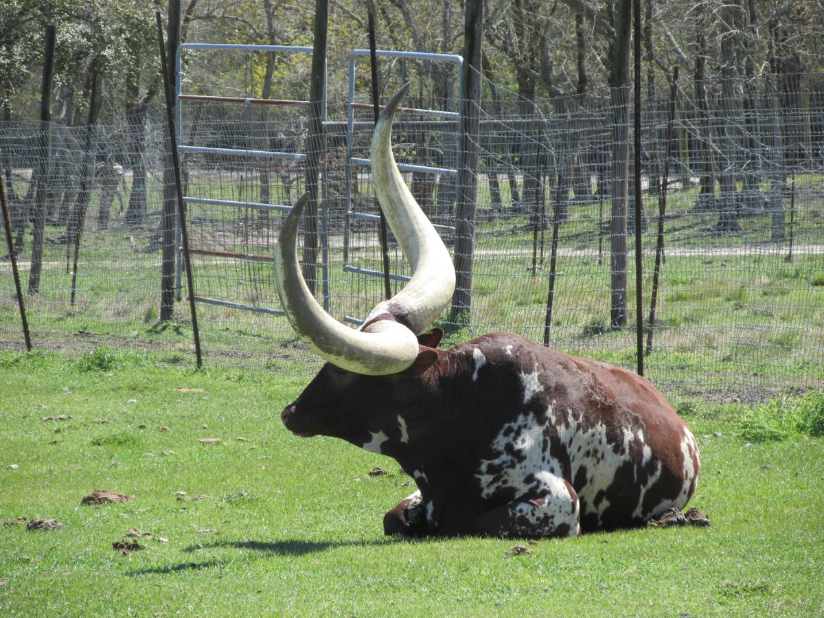 Bayou Wildlife Zoo (Alvin) - All You Need to Know BEFORE You Go