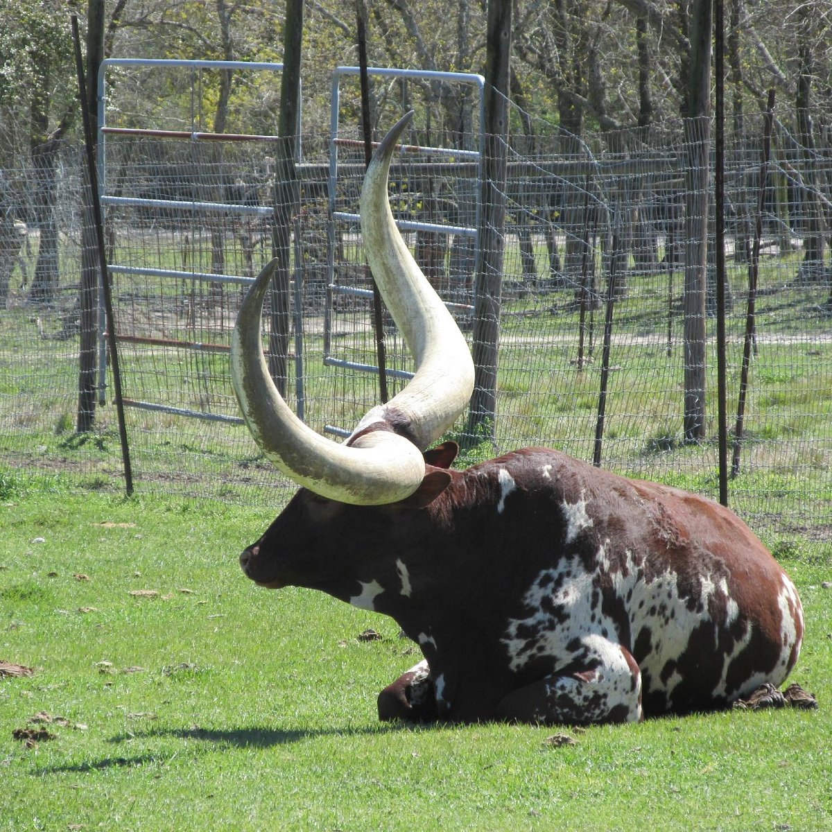 Bayou Wildlife Zoo (Alvin) - All You Need to Know BEFORE You Go Bayou Wildlife Zoo (Alvin) - All You Need to Know BEFORE You Go