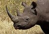 RHINOTHOMAS