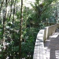 AH Reed Kauri Park