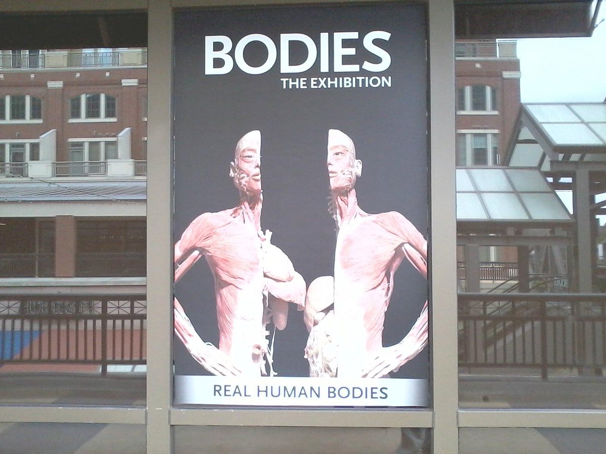 Bodies The Exhibition (Atlanta) All You Need to Know BEFORE You Go