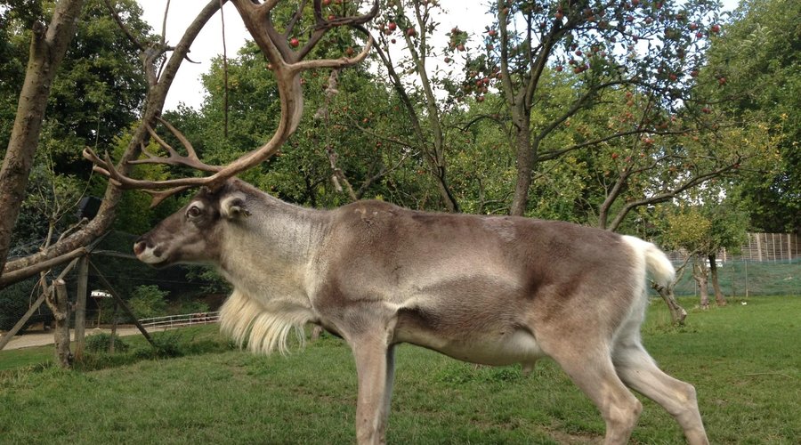 Rudolph looking quite magnificent in 2013