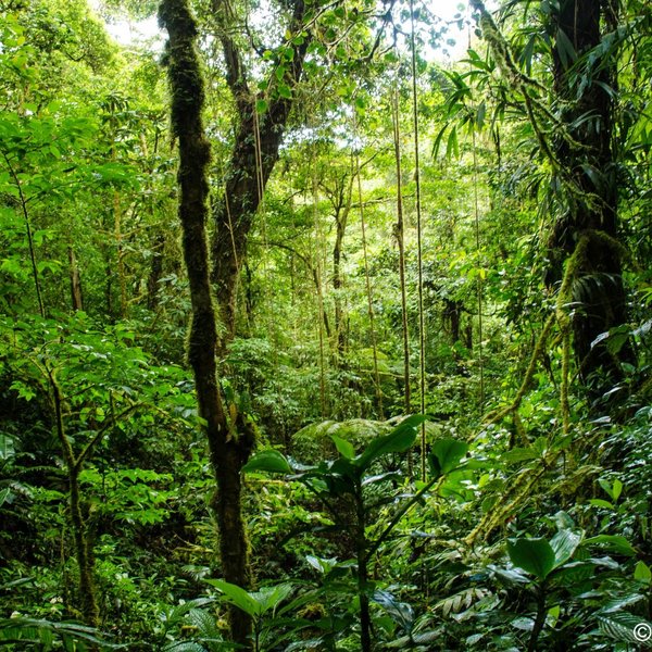 Curi Cancha Reserve (Monteverde) - All You Need to Know BEFORE You Go