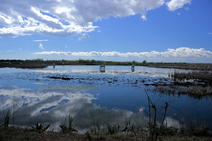 Imagen 1 de Marismas del Ampurdán