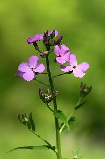 Duck Flower (Seasonal) – The Smooth Generation