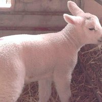 one of the lambs- so soft