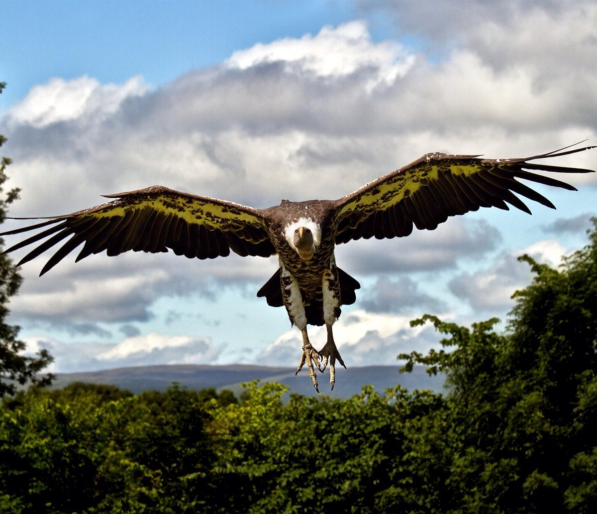 World of Wings Birds of Prey Centre, Cumbernauld: лучшие советы перед  посещением - Tripadvisor