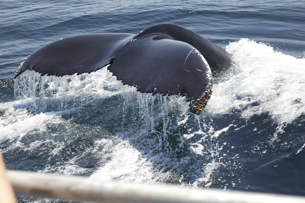 Newburyport Whale Watch - All You Need to Know BEFORE You Go (2024)