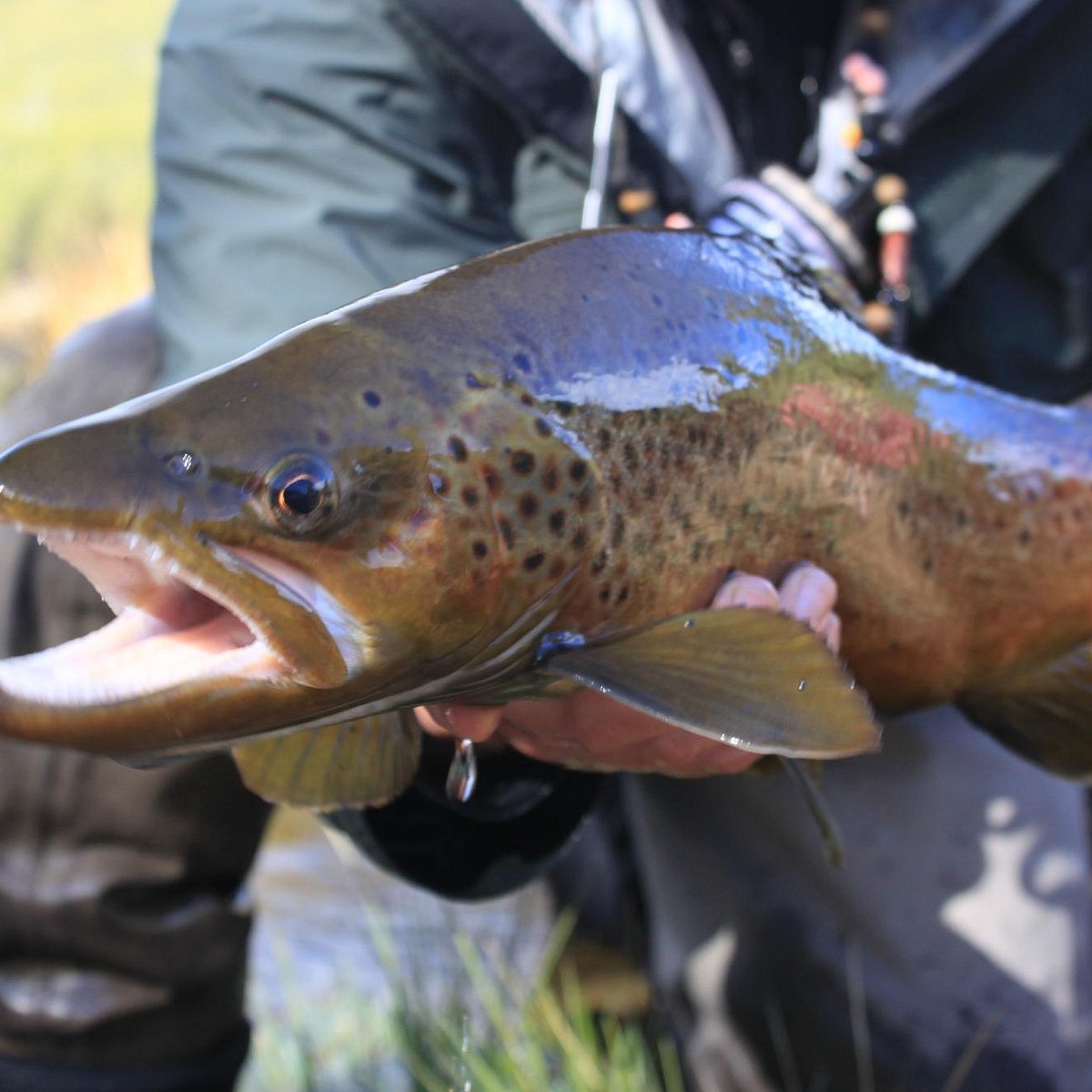 Fly Fishing Tippet Archives - Wild Trout Outfitters