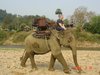 coolnepal