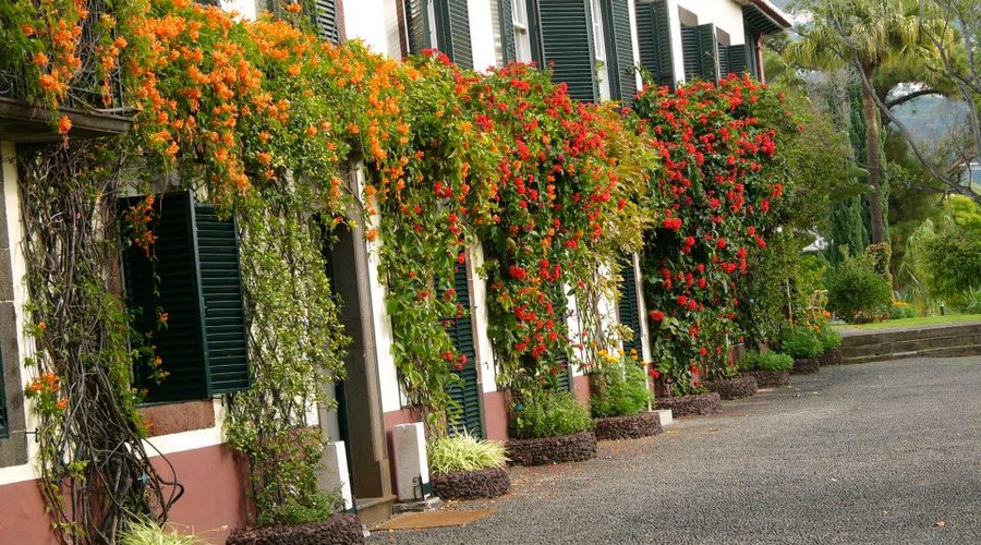 Manor House Flowers