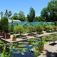 Waterliliy pools in summer