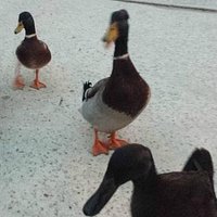 Mallard