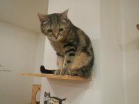 Visiting Tom's Cat Cafe in Seoul