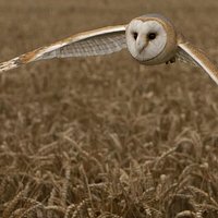 "Fenn" The Barn Owl