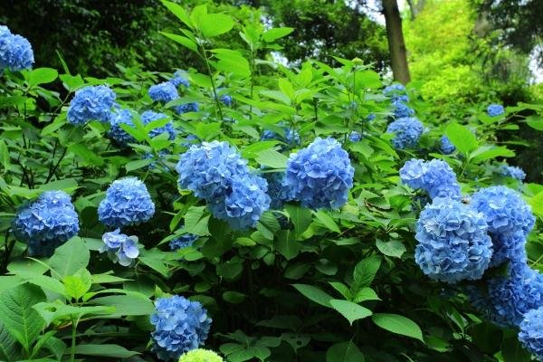 Meigetsuin (Hydrangea Temple) - All You Need to Know BEFORE You Go (2024)