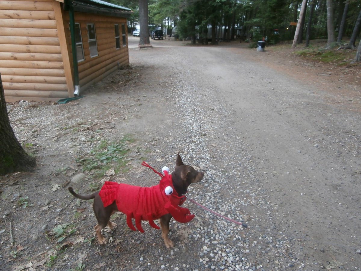 Escape to Serenity: Maine Cedar Haven Campground - Your Gateway to Coastal Bliss