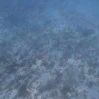 No need to bring snorkel gear - this is what you'll see.