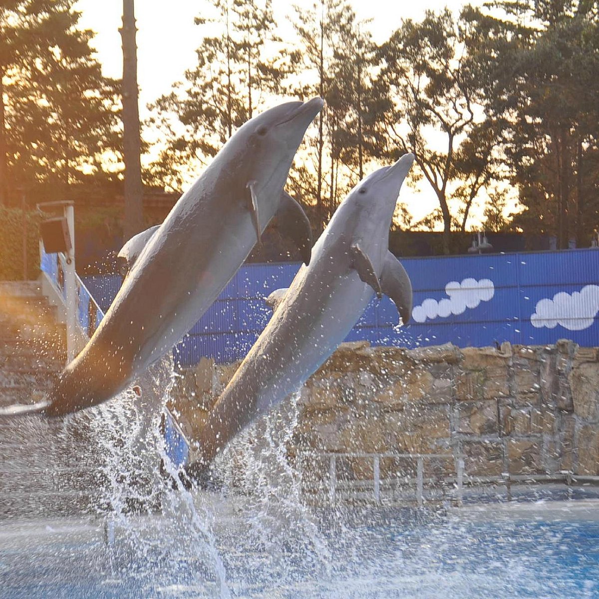 Dolphin Discovery, Мехико: лучшие советы перед посещением - Tripadvisor