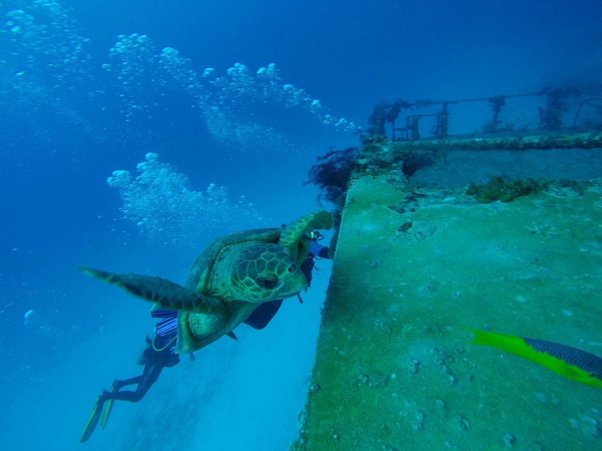 bull sharks diving center playa del carmen