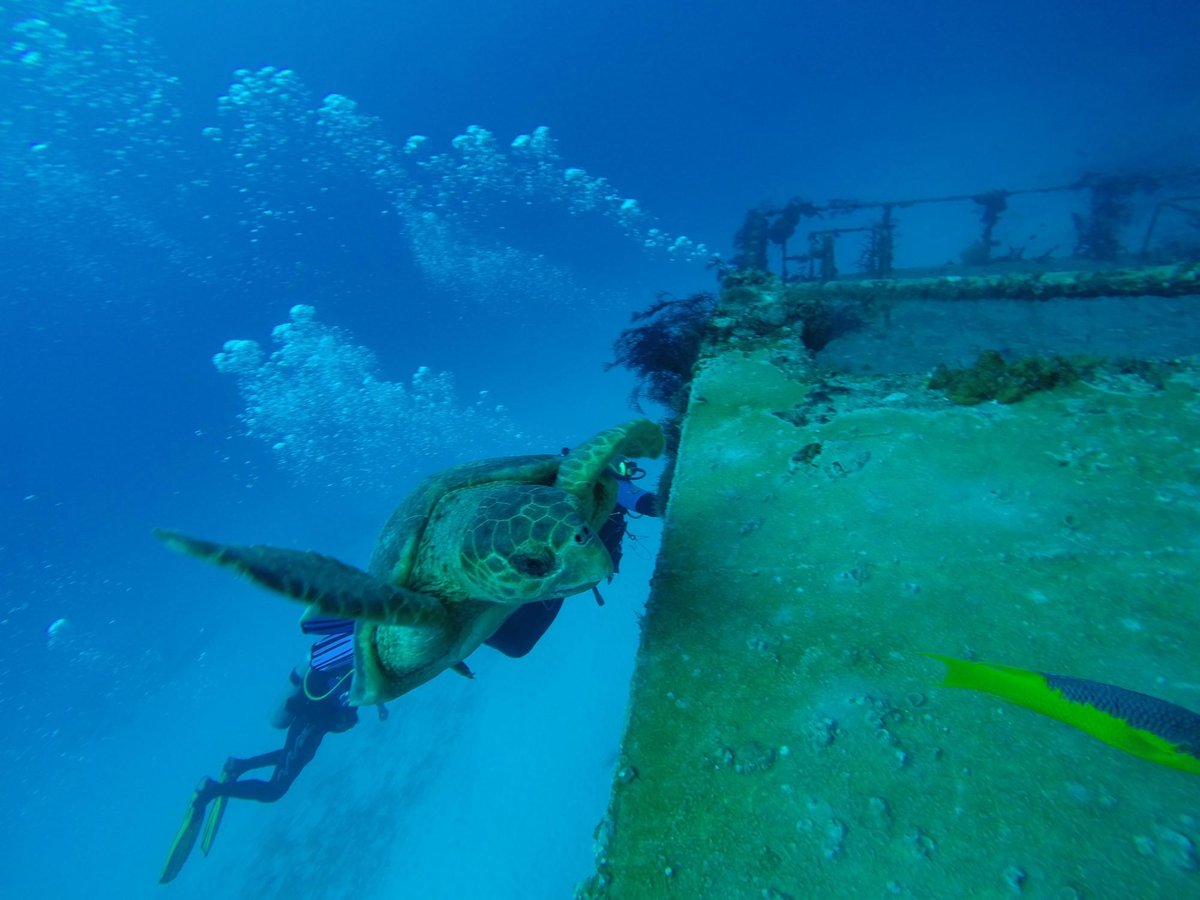 bull sharks diving center playa del carmen