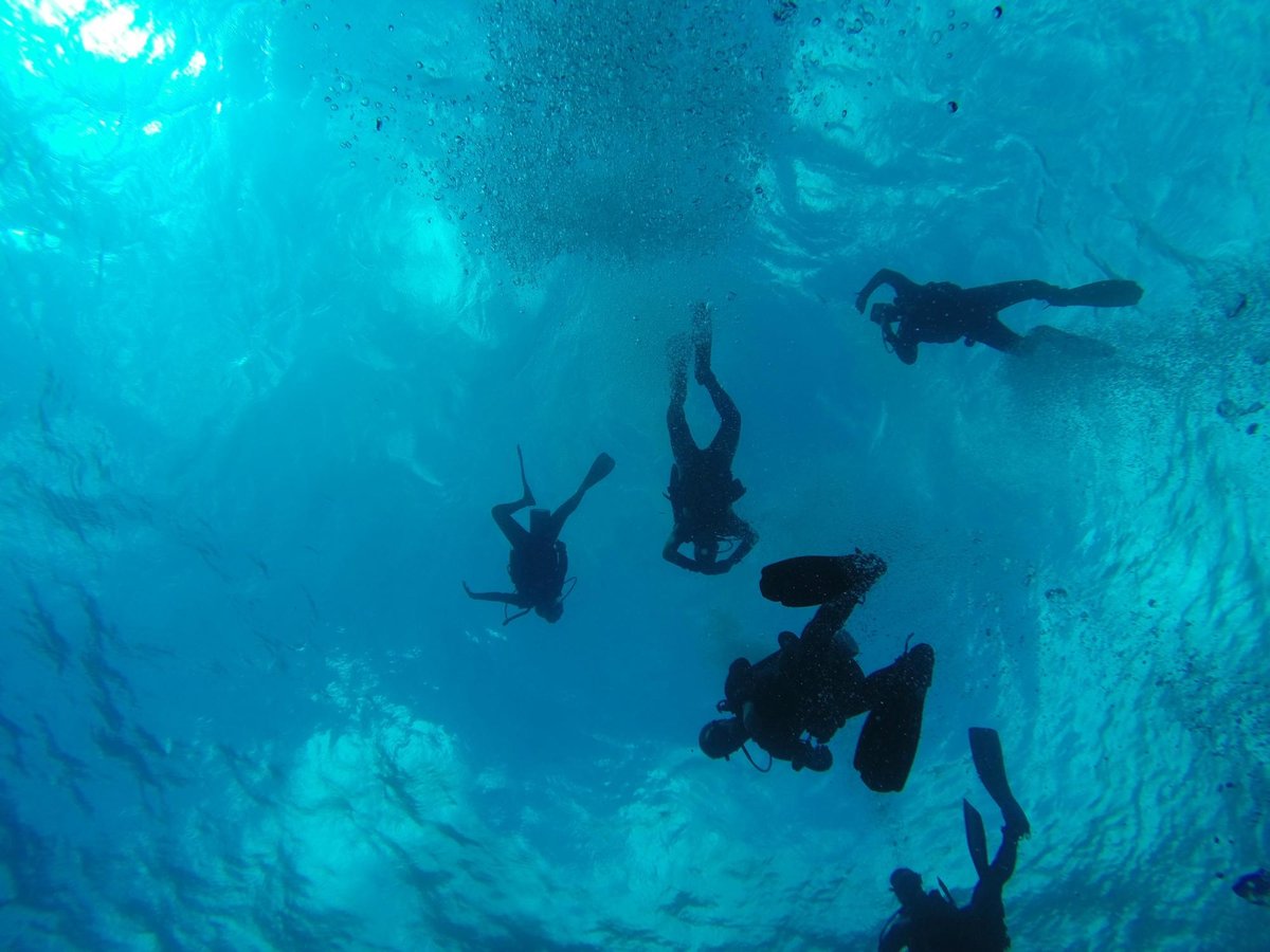 bull sharks diving center playa del carmen