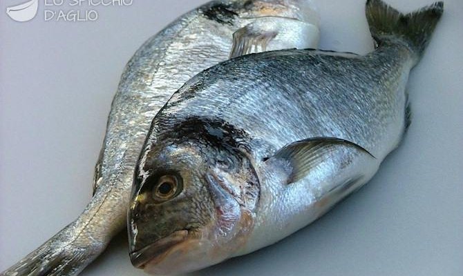 ORATA DI MARE
