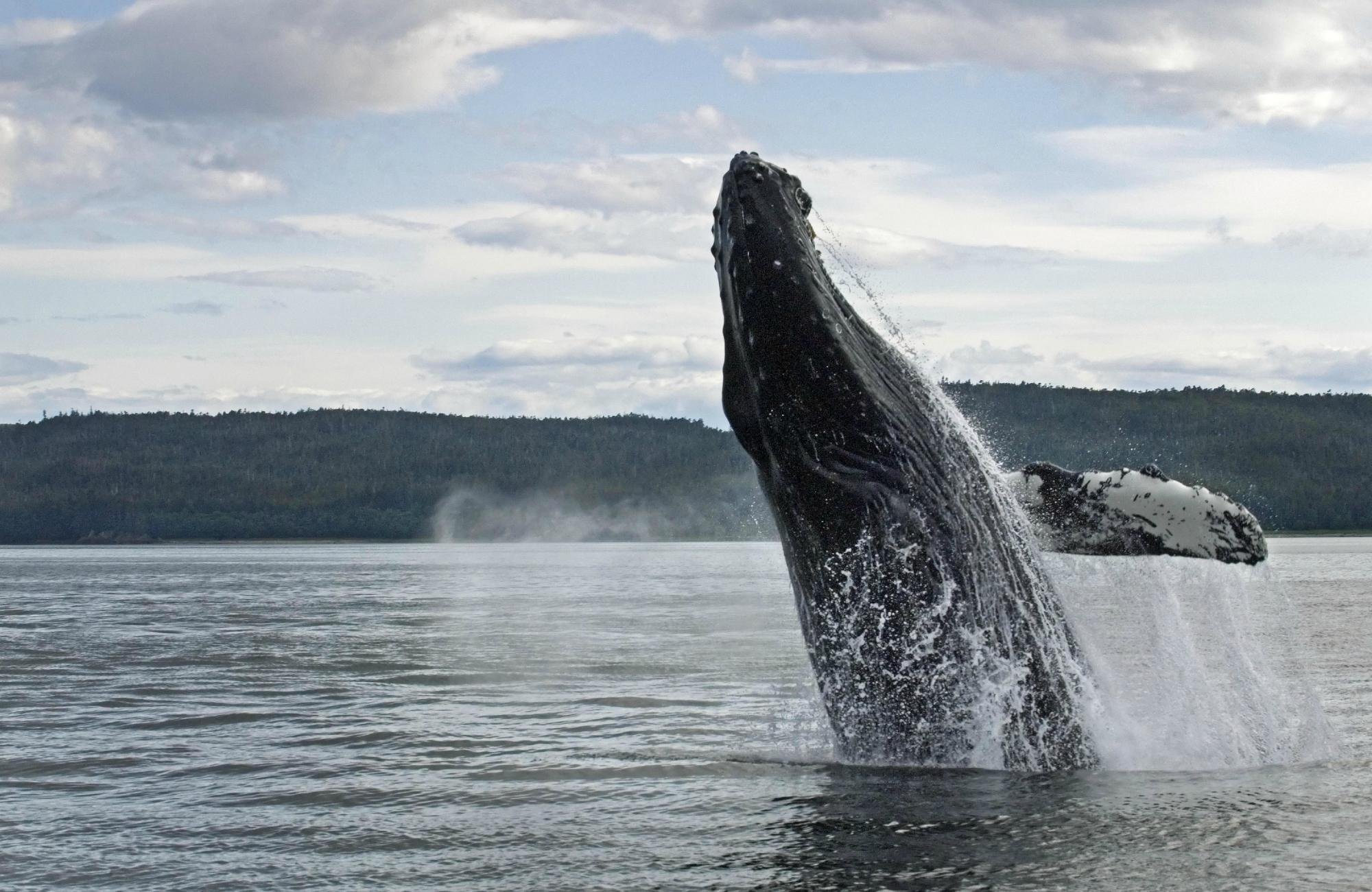 Alaska Fjordlines (skagway) - All You Need To Know Before You Go