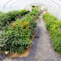 The show tunnel with over 100 chilli plant varieties