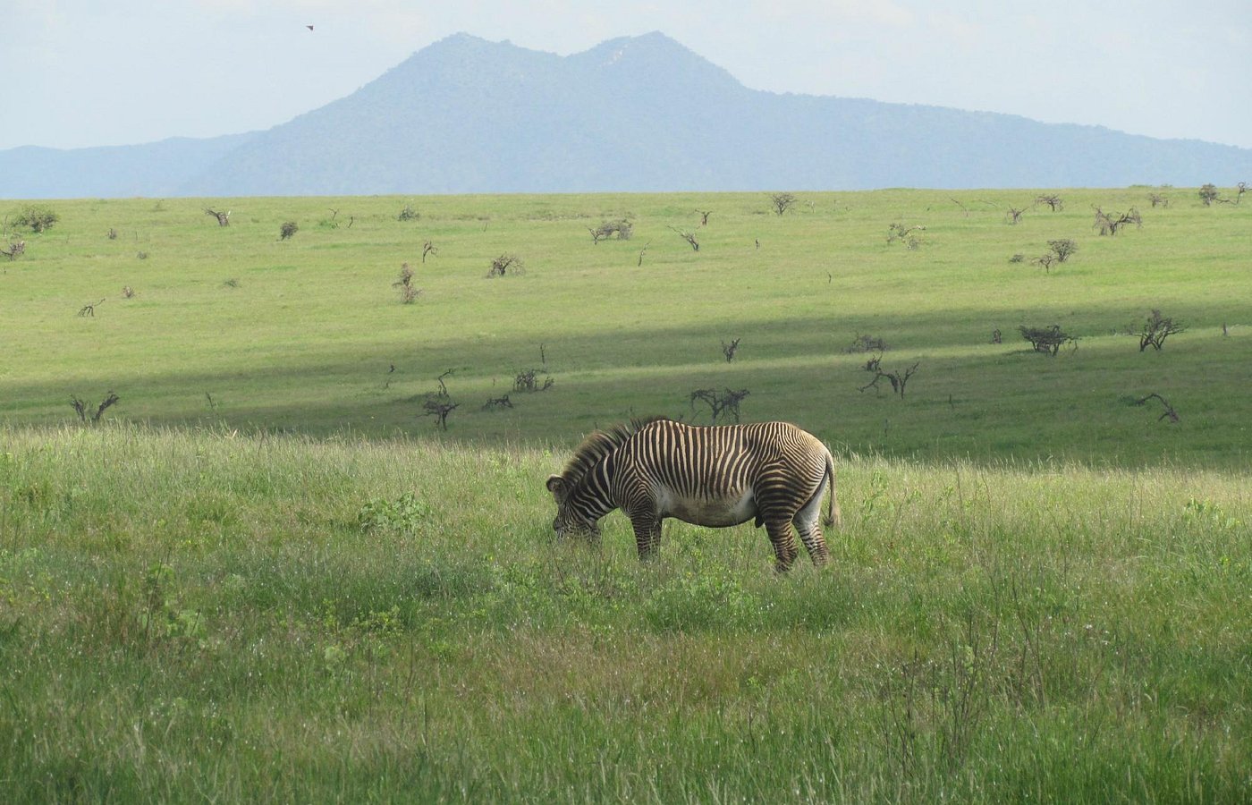 Isiolo Livestock