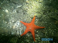 How One Man's Obsession Created the Edmonds Underwater Park