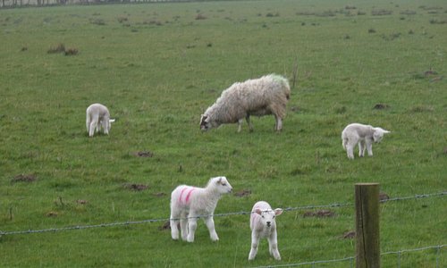newborn Spring Lambs at Hunterston, North Ayrshire