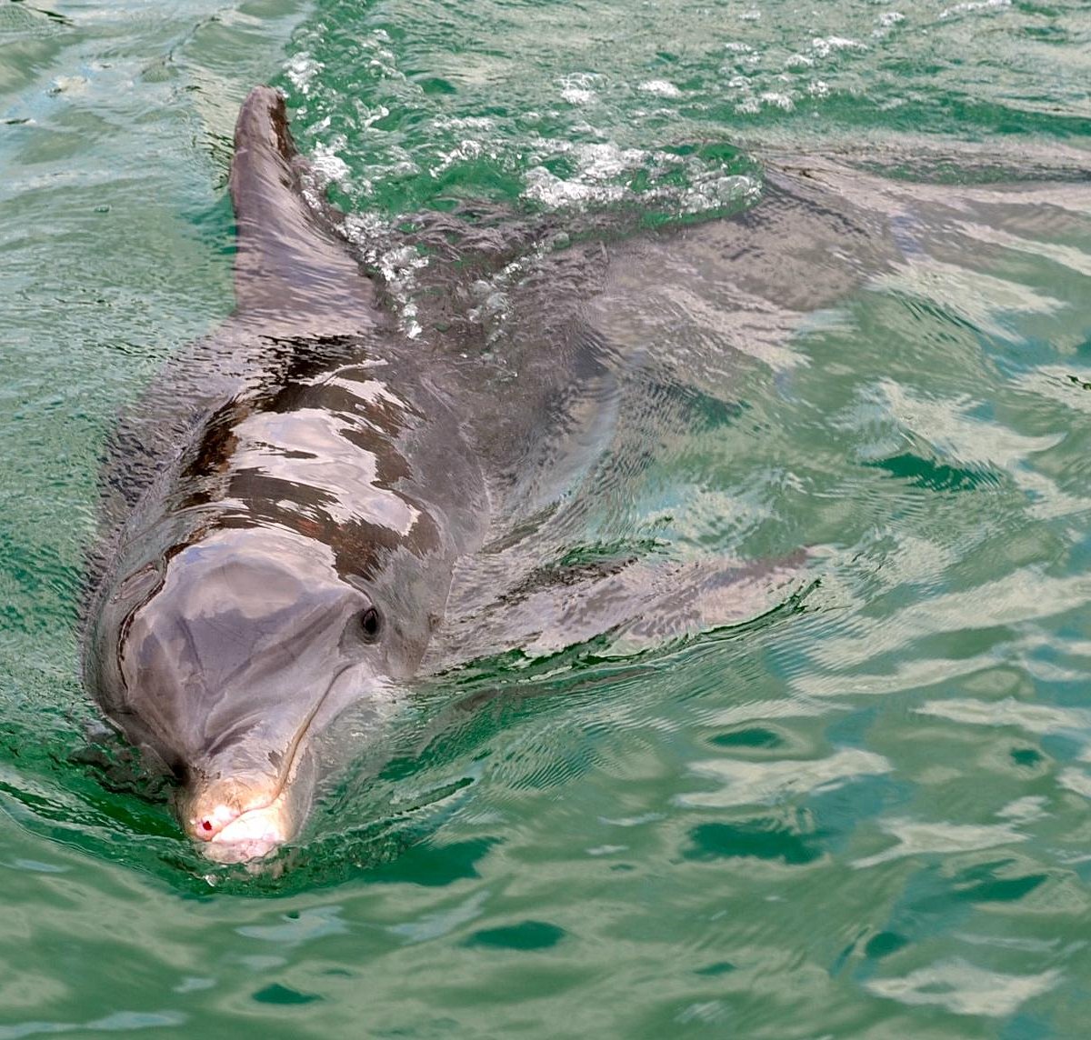 Dolphin Adventures - All-New Live Bottlenose Dolphin Show