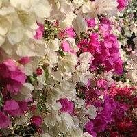bougainvillea