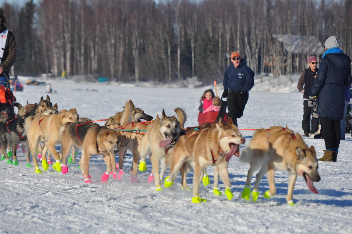 Iditarod Trail Sled Dog Race All You Need to Know BEFORE You Go (2024)