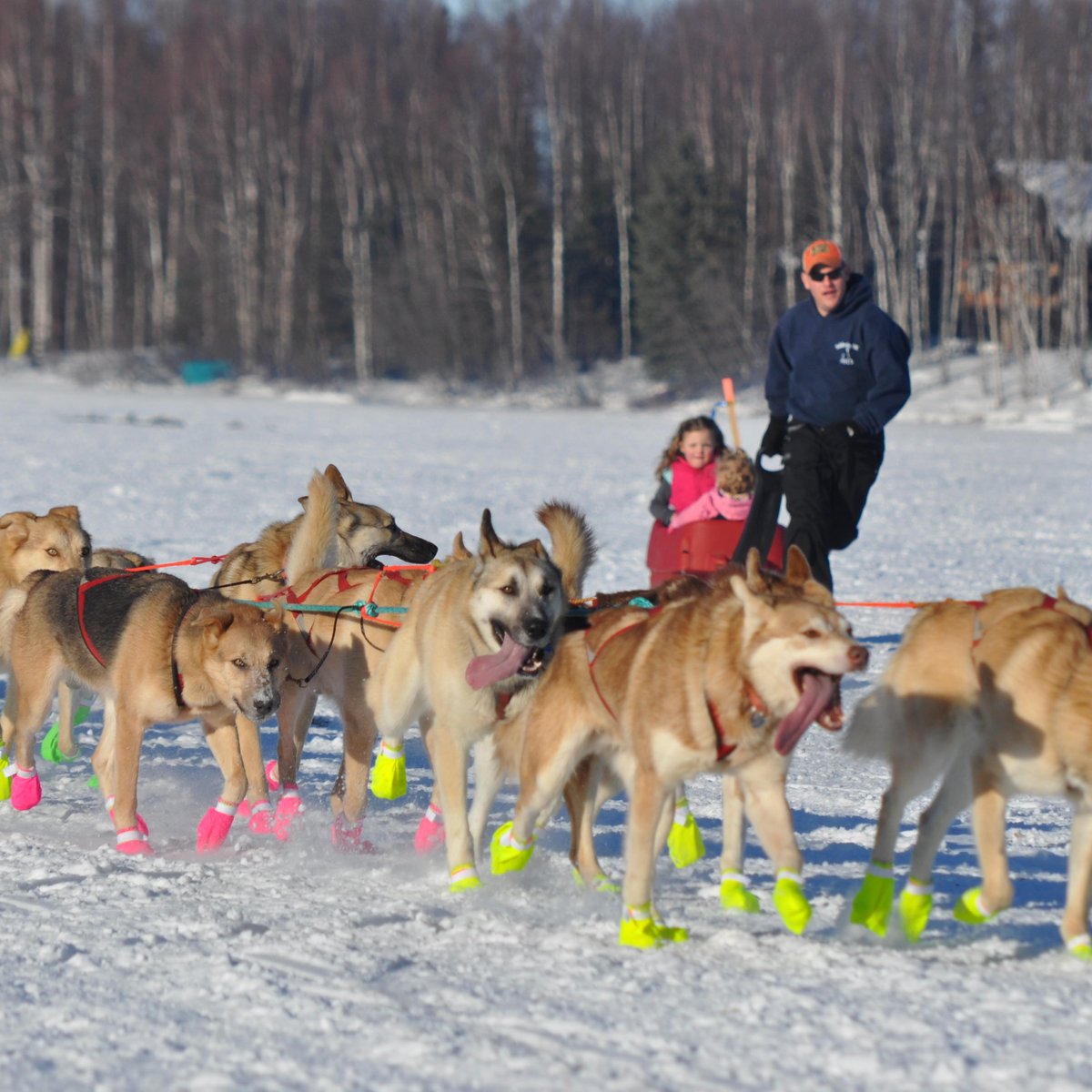 Iditarod Trail Sled Dog Race Anchorage Iditarod Trail Sled Dog Race