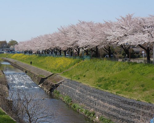 新座市の公園 自然 ベスト10 トリップアドバイザー