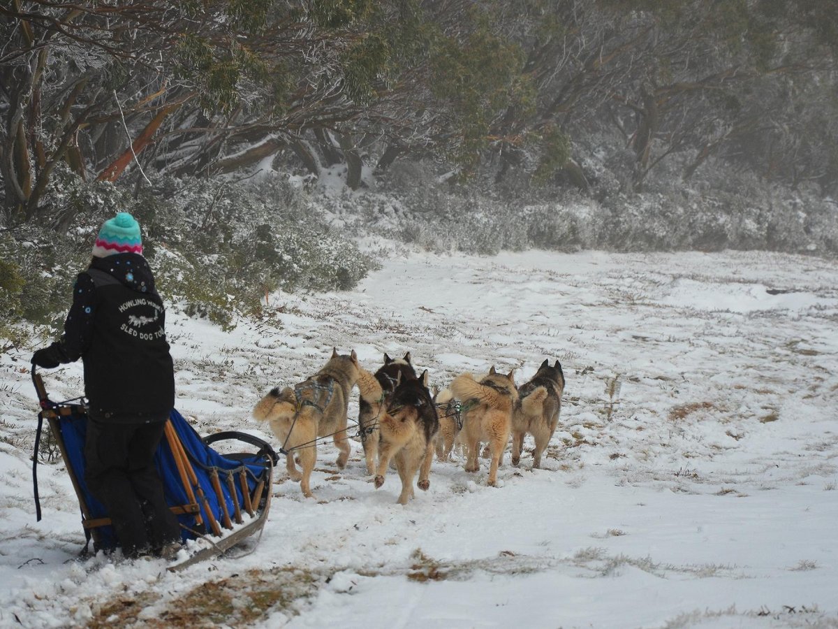 howling husky sled dog tours