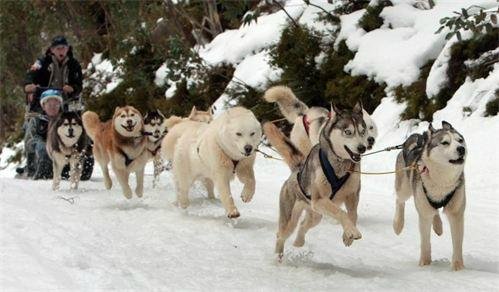 HOWLING HUSKY SLED DOG TOURS - All You MUST Know Before You Go (2024)