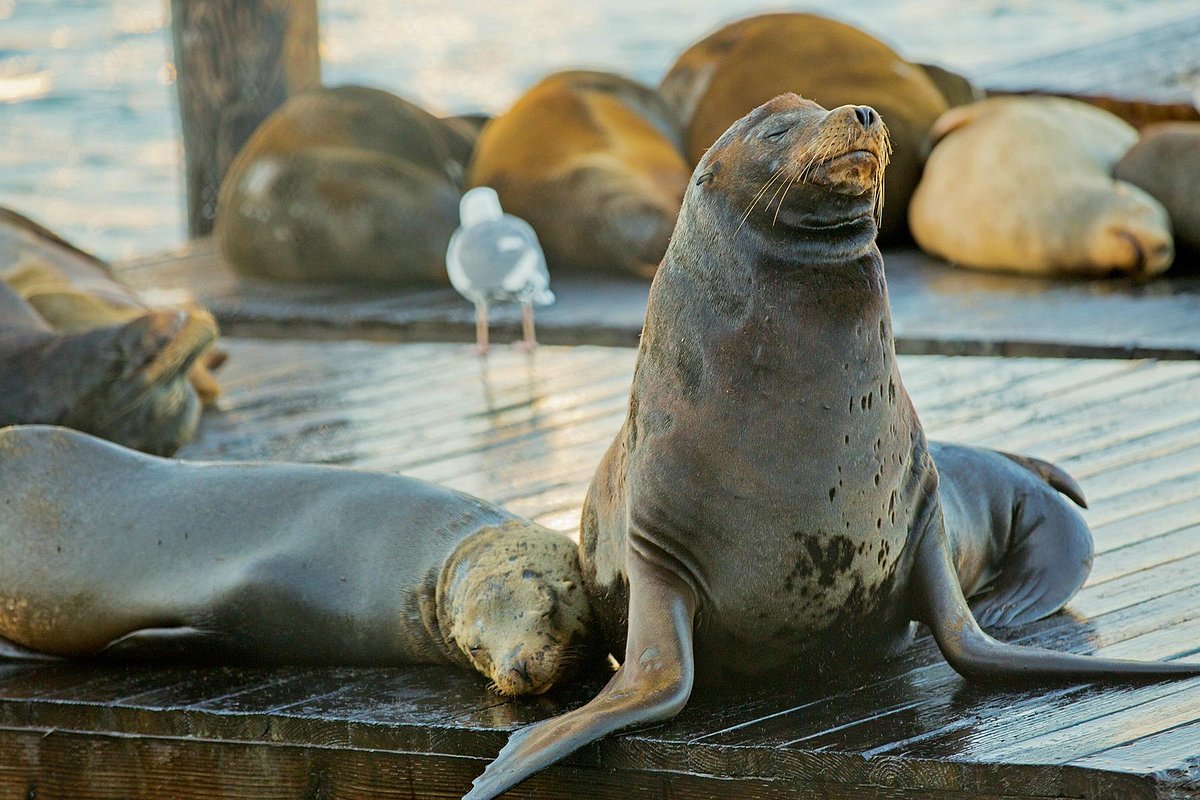 San Francisco's Pier 39 sea lions: Why they hang out here