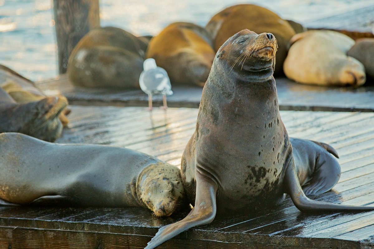 Sea Lions at Pier 39 at Fisherman`s Wharf, San Francisco, USA