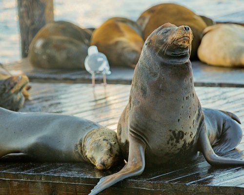 Fisherman's Wharf  Best things to do in San Francisco