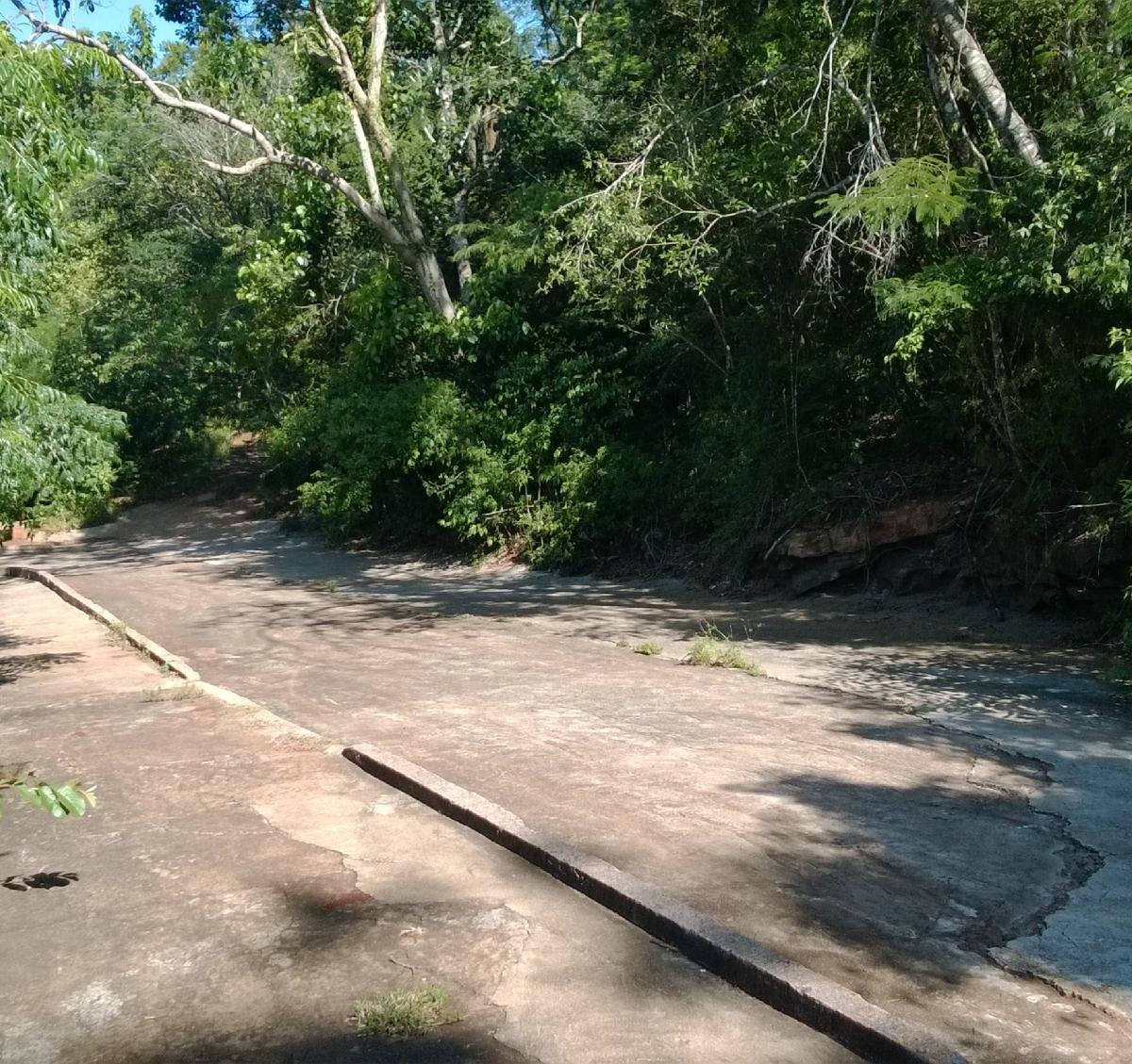 Parque Arthur Thomas realiza enquete para escolher nome da 'Capivara