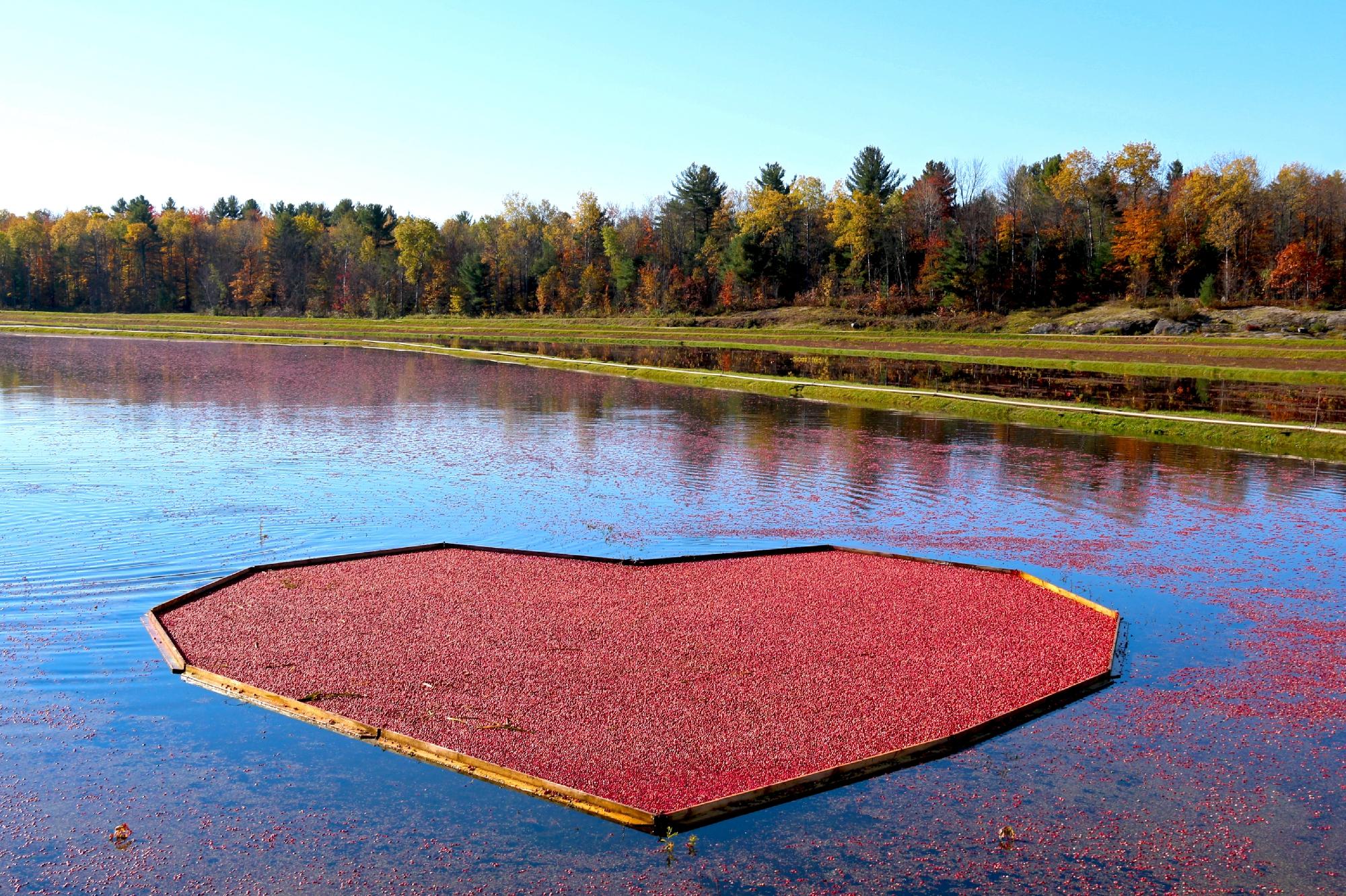 Johnston s Cranberry Marsh Muskoka Lakes Winery Everything to