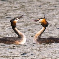 Eastleigh - Great Crested Grebbes displaying